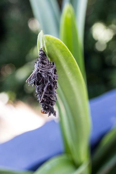 dPS leaf footed bug nymph-2