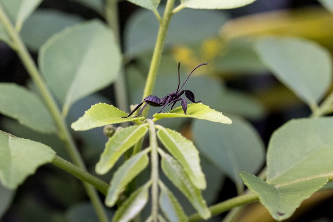 dPS leaf footed bug nymph-3
