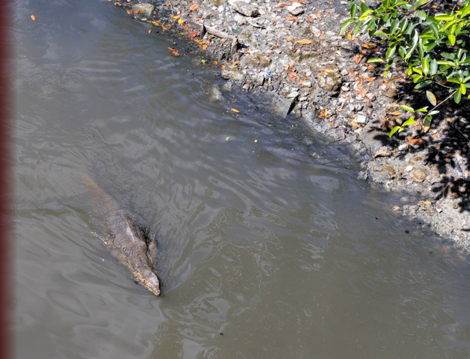 Screenshot 2020-11-24 at 3.33.45 PM